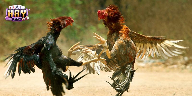 Người chơi đá gà sẽ dự đoán các chiến kê hoà nhau trong trận đấu